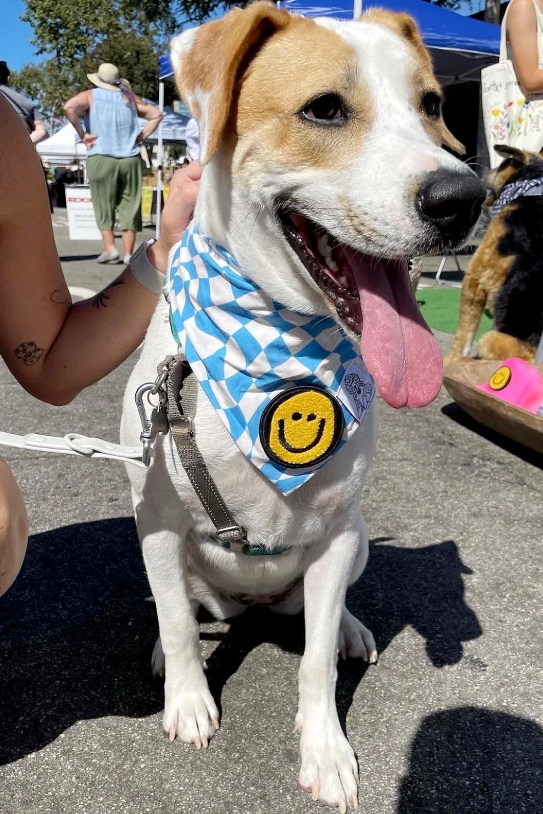 ★Dog Bandana Checkered Swirl - Customize with Interchangeable Velcro Patches