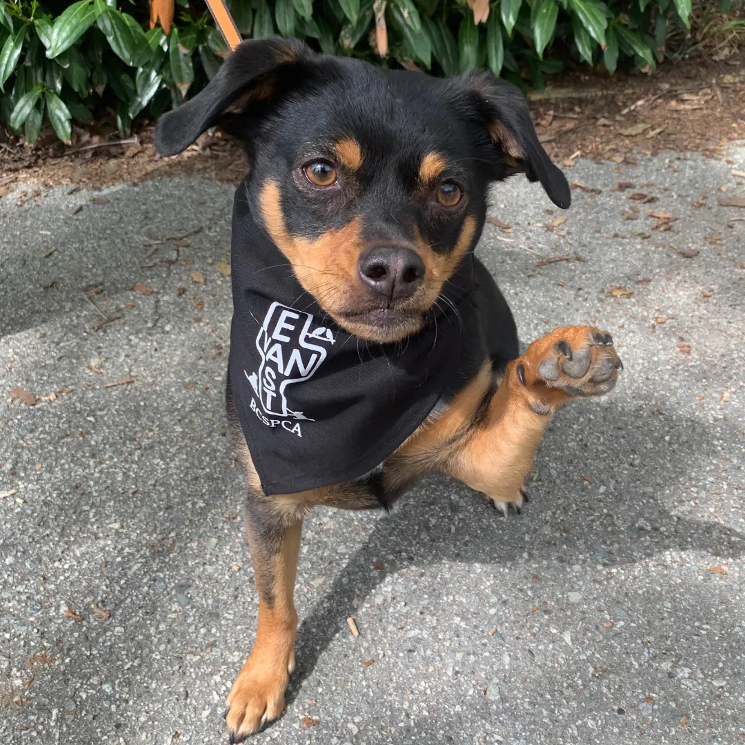 East Van Dog Bandana - small dog