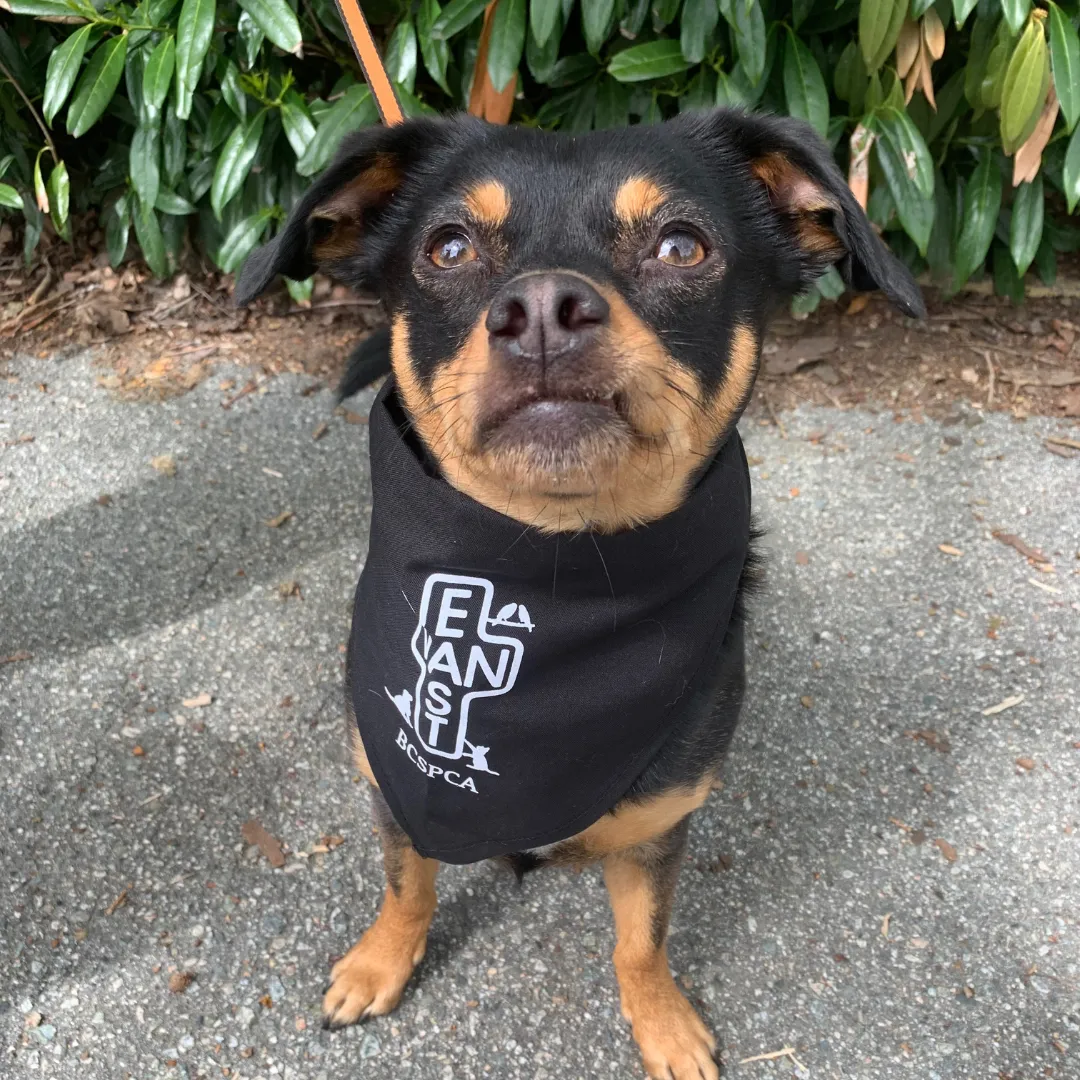 East Van Dog Bandana - small dog